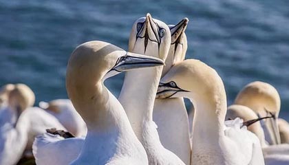 九游娱乐入口-史密斯蝶泳决赛精彩瞬间回顾，雷根史密斯蝶泳